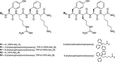 Triphenylphosphonium Moiety Modulates Proteolytic Stability and Potentiates Neuroprotective Activity of Antioxidant Tetrapeptides in Vitro